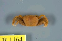 藏品(扁平擬閉口蟹)的圖片